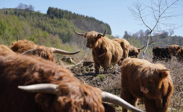 Eñaut define estas vacas como animales «muy curiosos».