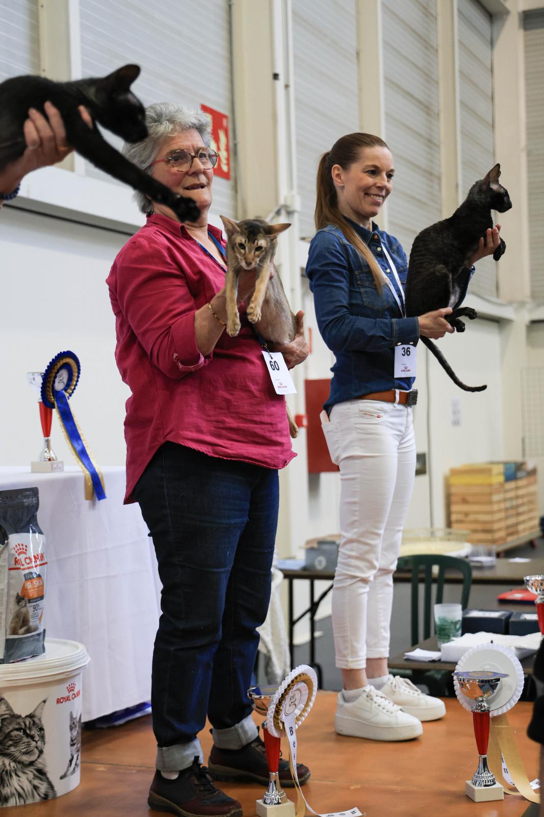 Exposición Internacional Felina en Irun