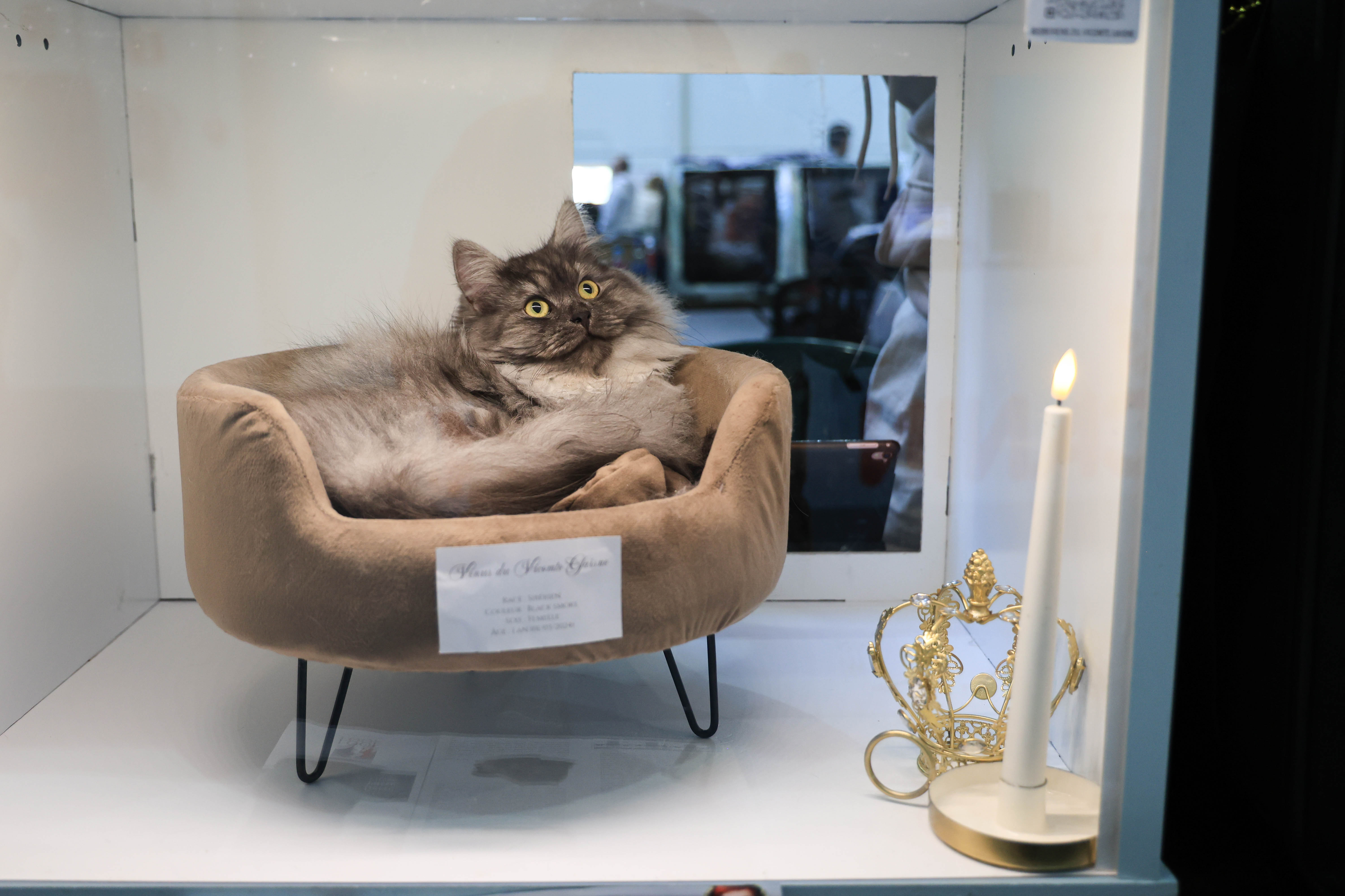 Exposición Internacional Felina en Irun