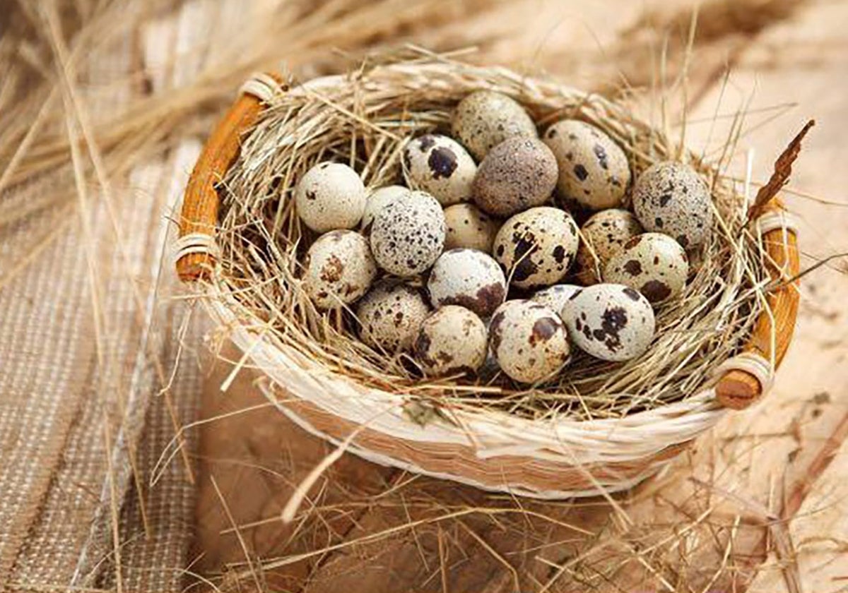 Cómo abrir huevos de codorniz