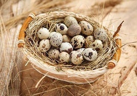 Cómo abrir huevos de codorniz