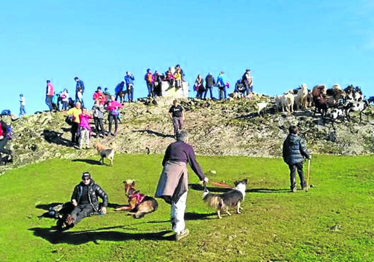 Marcan Huella organiza una marcha solidaria para recaudar fondos y ayudar a los perros abandonados