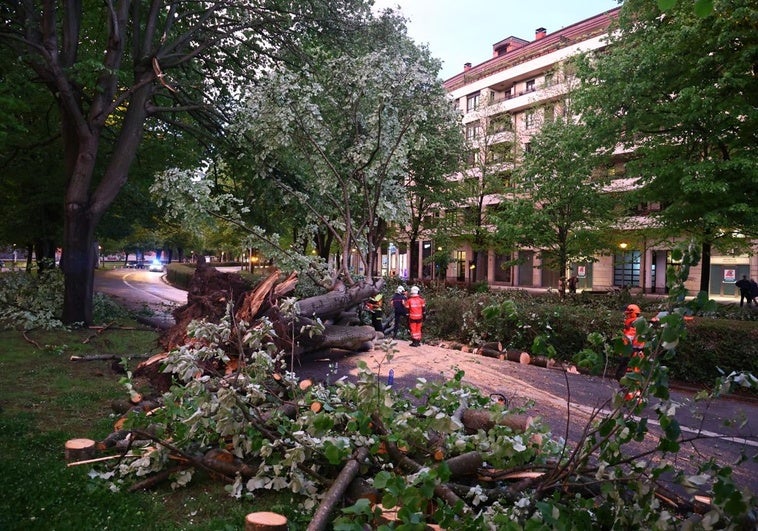 El árbol caído obstaculiza el paso por la Avenida de Tolosa.