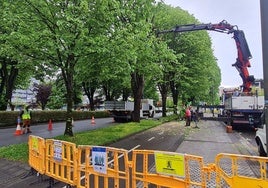 Trabajos de apeo en los árboles situados en la Avenida de Tolosa número 76, frente al edificio CIC Nanogune.