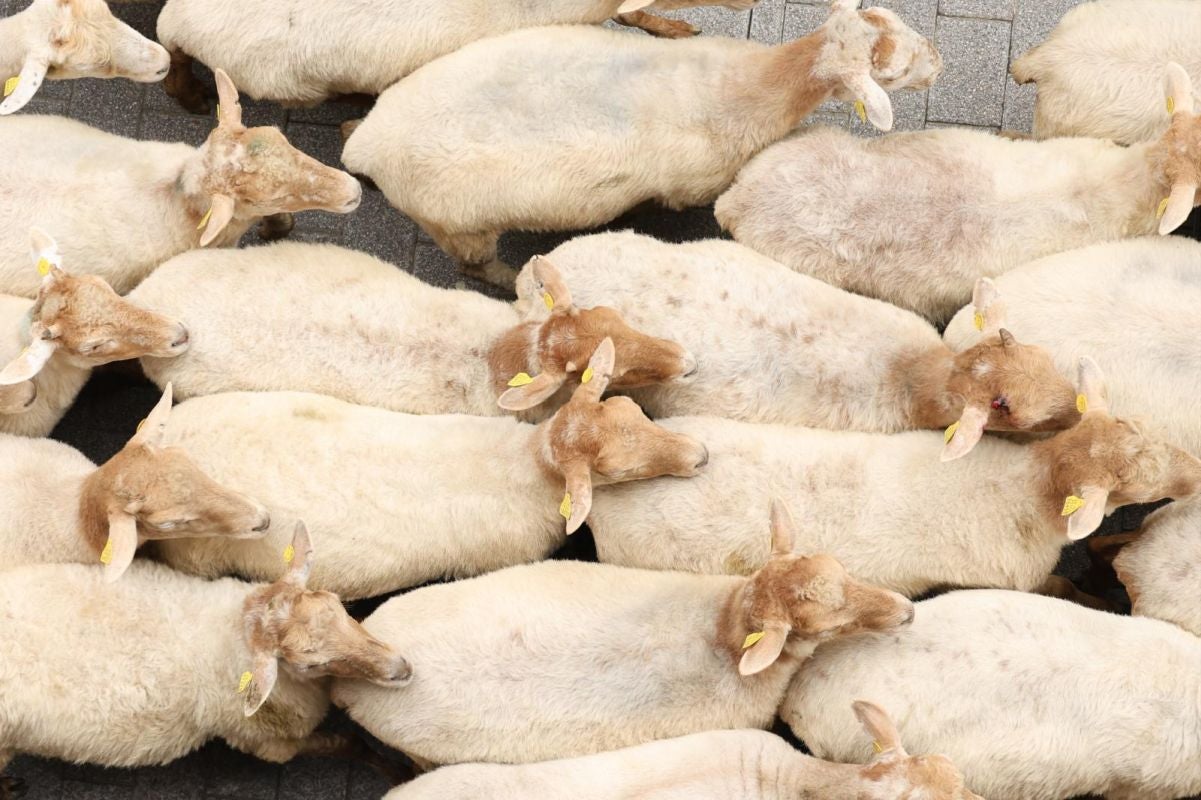 Multitudinario y festivo Artzain Eguna