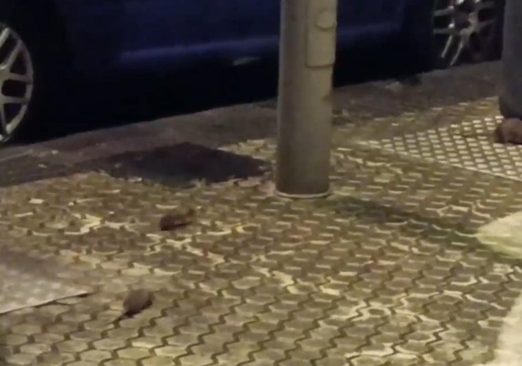 Carrera de ratas en San Sebastián