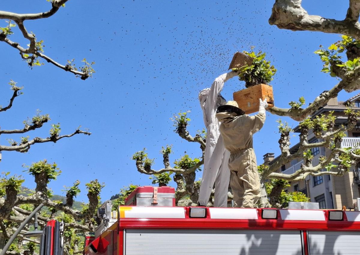 Imagen secundaria 1 - La retirada de las abejas se ha realizado con cuidado, buscando capturar a la reina en la caja de colmena.