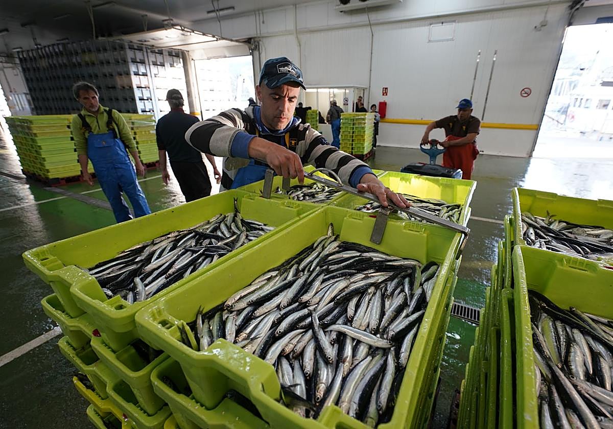 Un operario manipula las cajas de anchoa en Getaria.