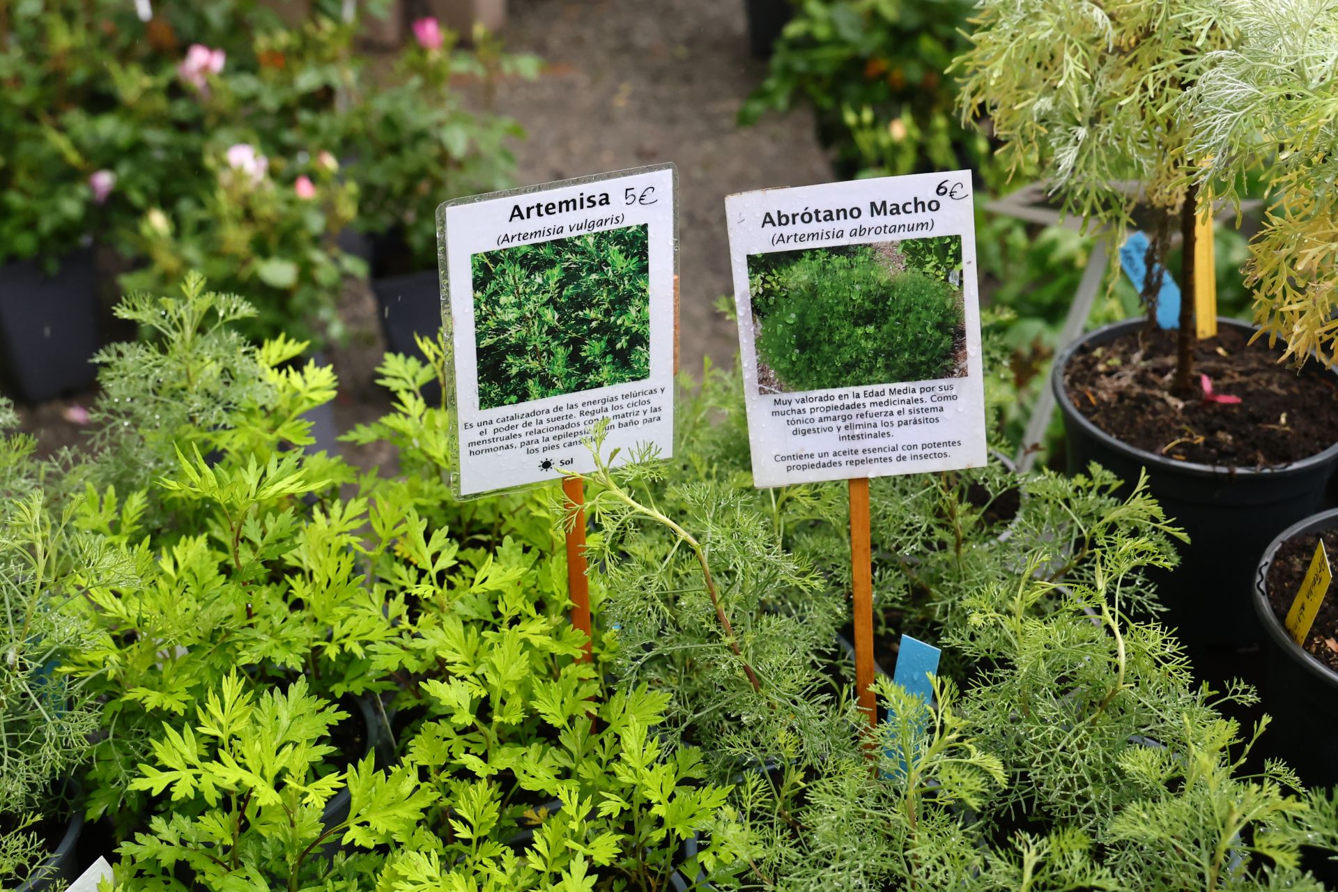 Las flores resaltan sobre los paraguas en la Feria de Plantas de Aia