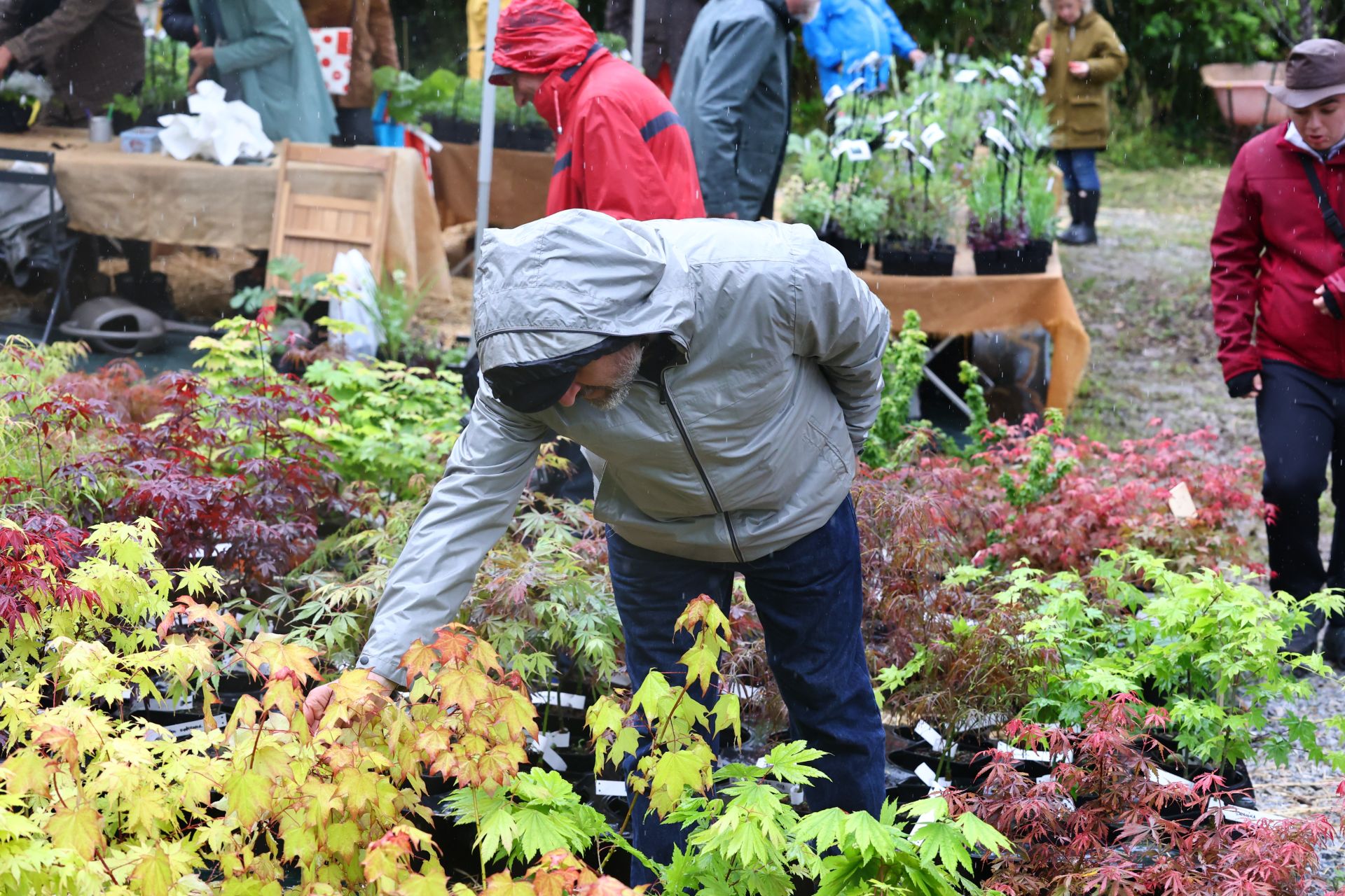 Las flores resaltan sobre los paraguas en la Feria de Plantas de Aia