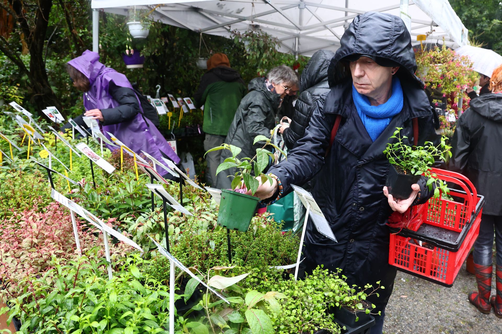 Las flores resaltan sobre los paraguas en la Feria de Plantas de Aia