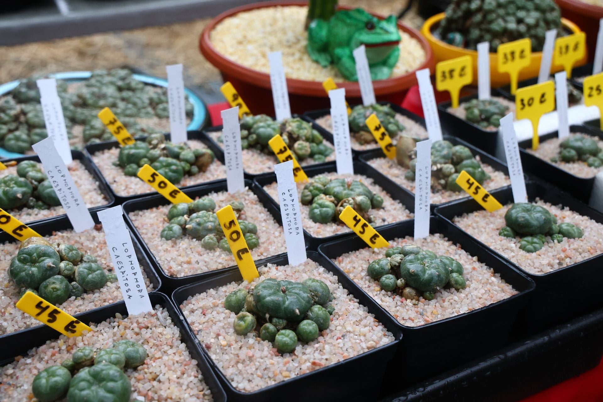 Las flores resaltan sobre los paraguas en la Feria de Plantas de Aia