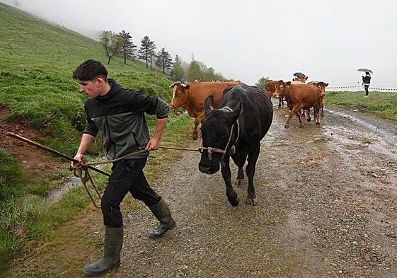 Iraitz Garaiburu behiak atzetik dituela Gorosmendi ingurura igotzen.