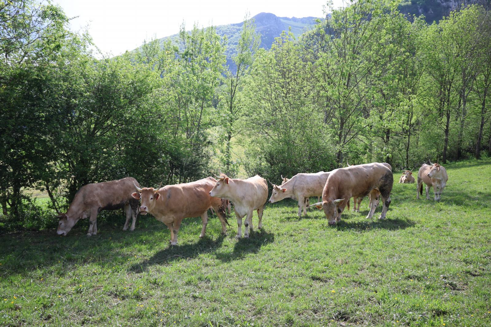 Apertura de los pastos de Aralar