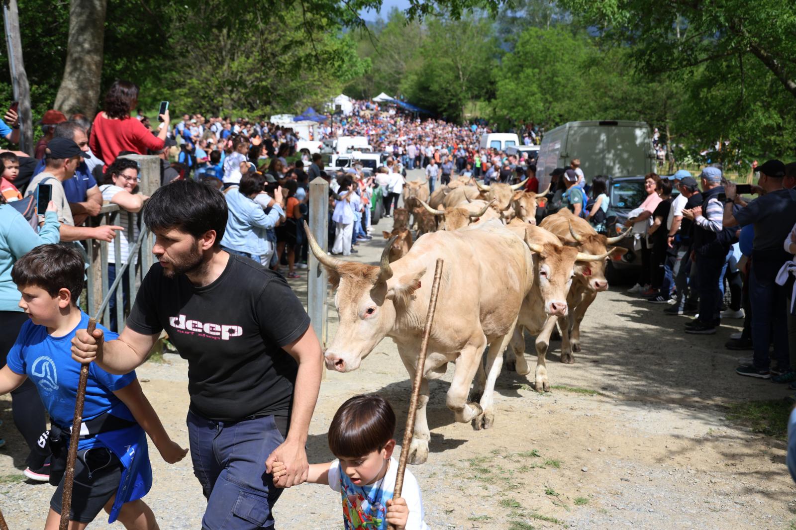 Apertura de los pastos de Aralar