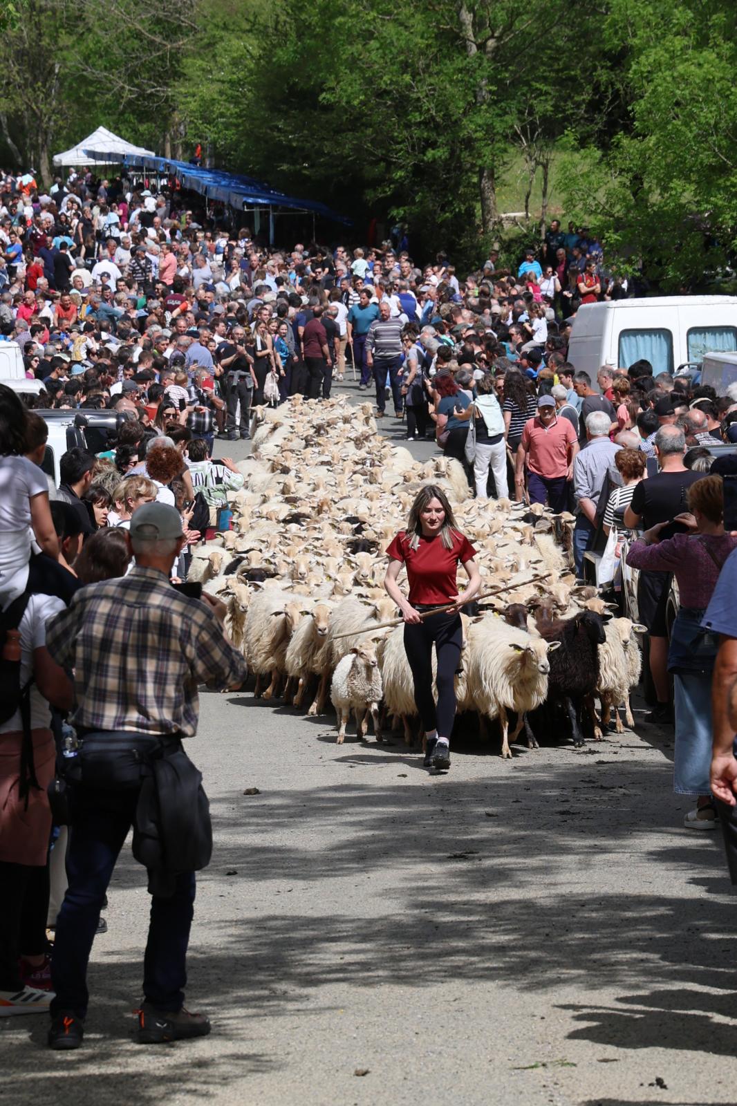Apertura de los pastos de Aralar