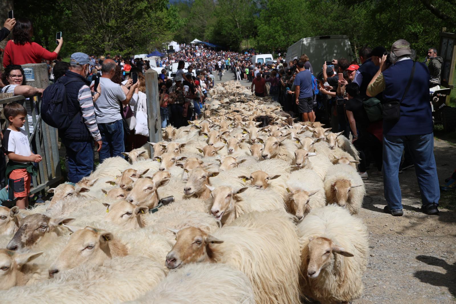 Apertura de los pastos de Aralar