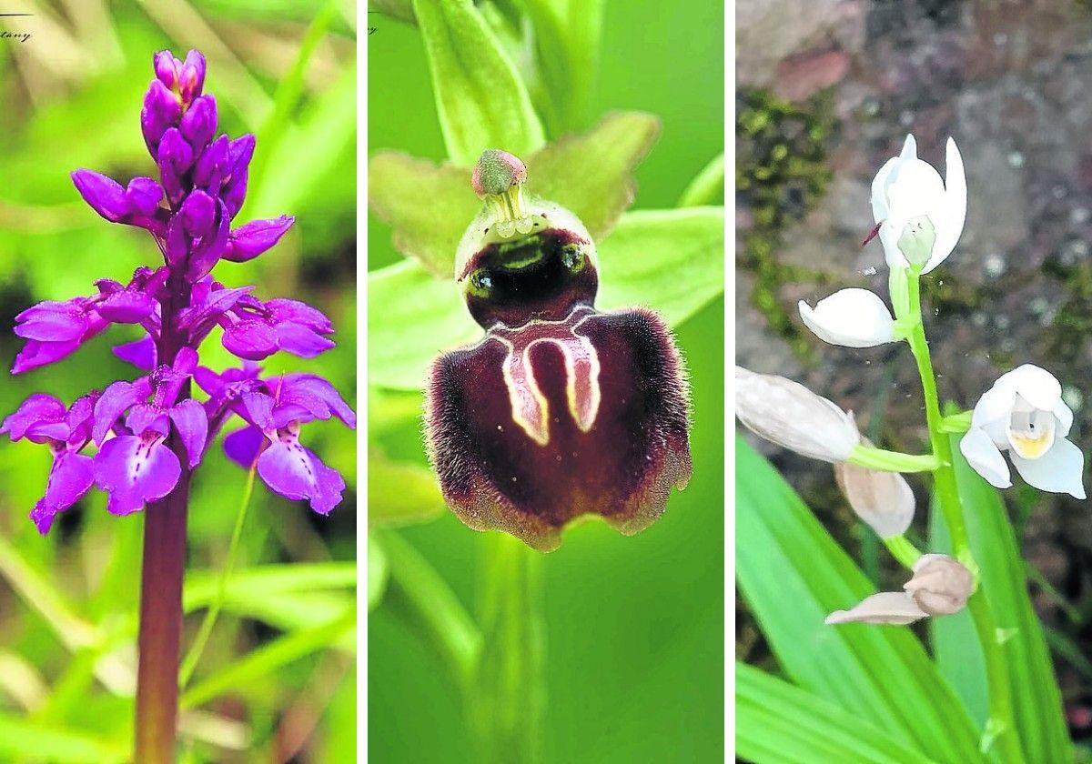 Tres nuevas especies de orquídeas silvestres elevan a 21 las identificadas en la ciudad