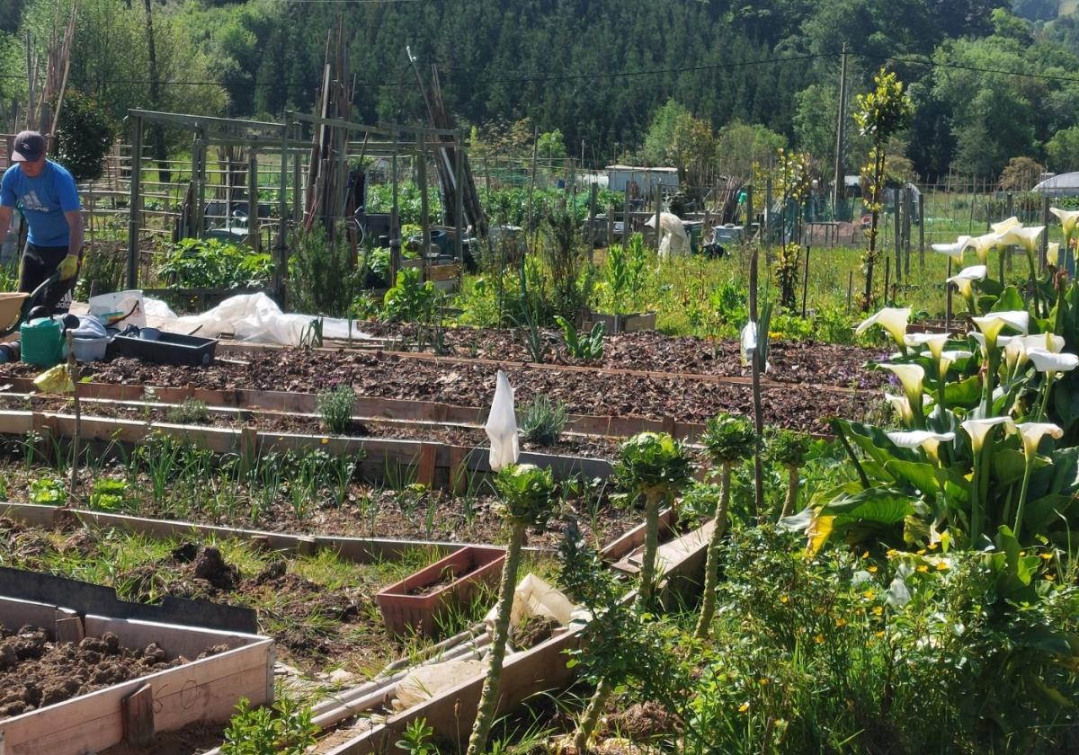 «La huerta es un hobby que nos mantiene ocupados y entretenidos»