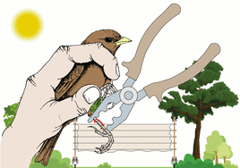 El vuelo de una golondrina desde Euskadi a Sudáfrica