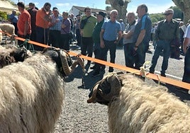 Los ejemplares quedarán expuestos en la Plaza del Mercado doneztebarra.