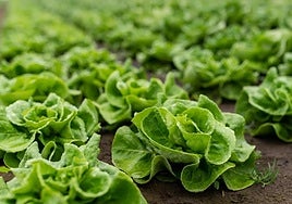 Reina de mayo, la sabrosa lechuga de temporada
