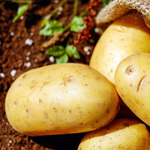 La advertencia de una farmacéutica sobre las patatas: «Podría intoxicarte»