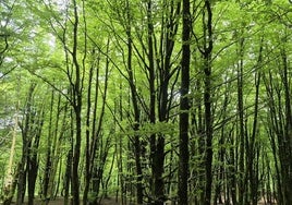 Tanto al ascender cono al descender de Guratz nos encontramos con bosques de hayas impresionantes.