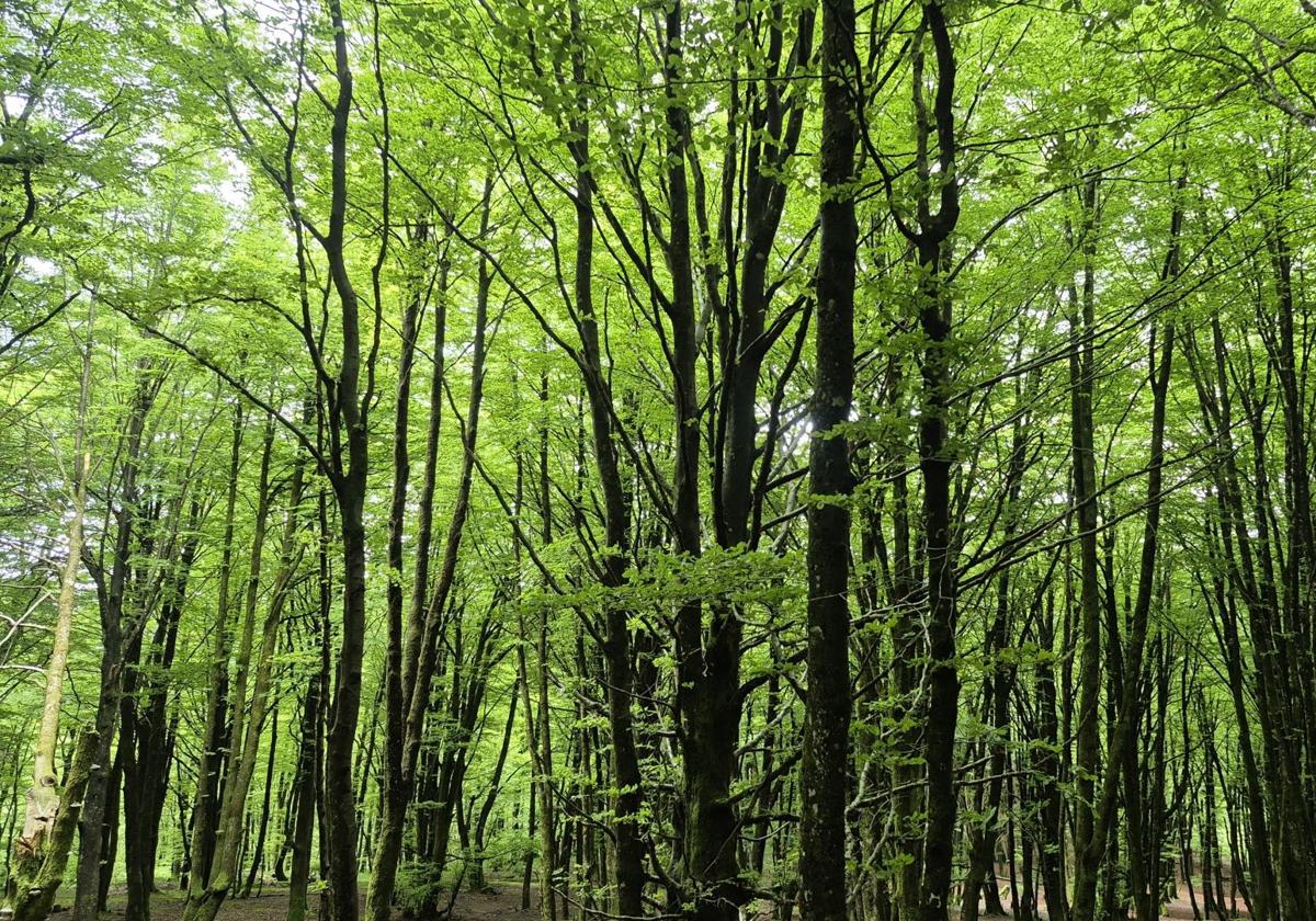 Tanto al ascender cono al descender de Guratz nos encontramos con bosques de hayas impresionantes.