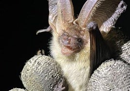 Saguzarrak ezagutzeko jardunaldia antolatu du Udalak ostiral honetarako