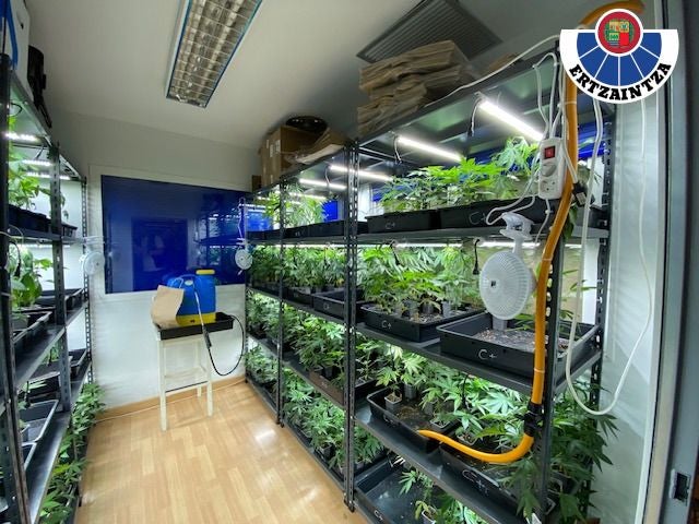 Una de las estanterías repletas de plantaciones indoor de marihuana de distintas variedades