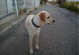 Perra protagonista de una agresión en un autolavadero canino de San Sebastián.