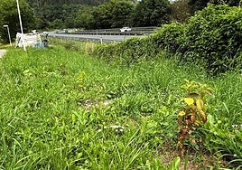 Algunos de los árboles jóvenes recién plantados junto a la autopista AP-8.