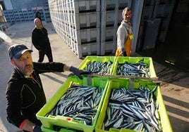 Descarga de anchoa en el puerto de Getaria.