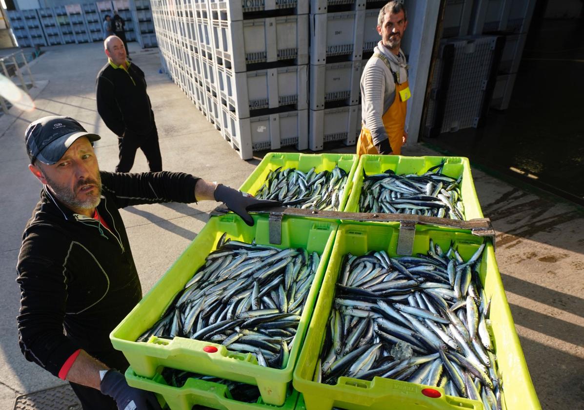 La campaña de la anchoa entra en su recta final con un 88%de la cuota consumida