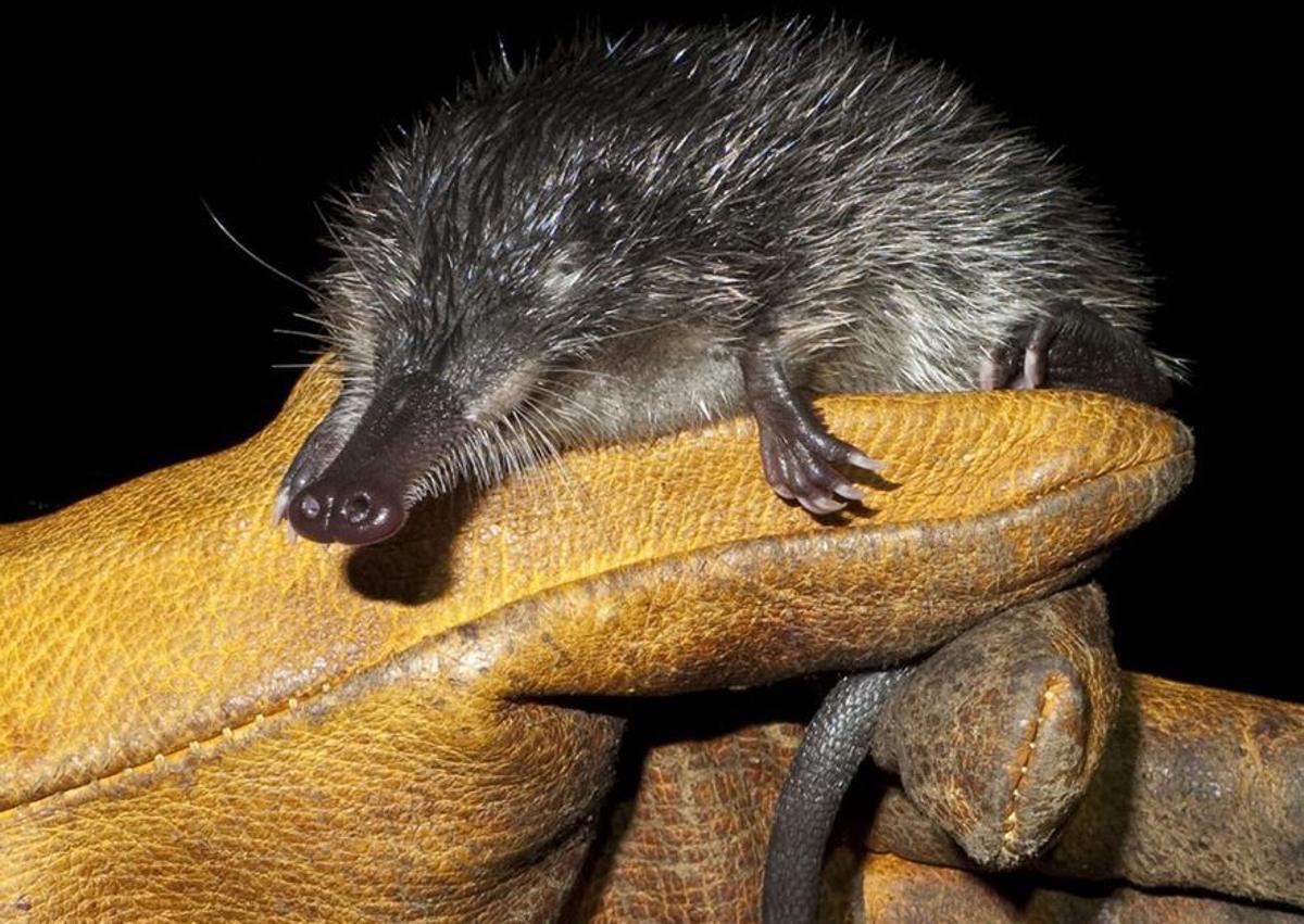 Imagen secundaria 1 - Gipuzkoa, pionera en medidas de conservación del inconfundible y raro desmán ibérico