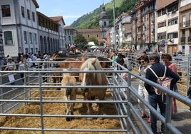 Los animales criados en los caseríos del pueblo serán uno de los grandes atractivos de la feria de mañana.