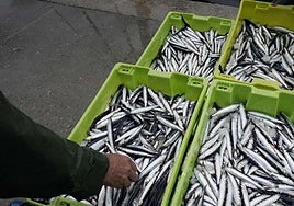 Finaliza la costera de la anchoa en Euskadi con 7.200 toneladas capturadas, el 90% de la cuota