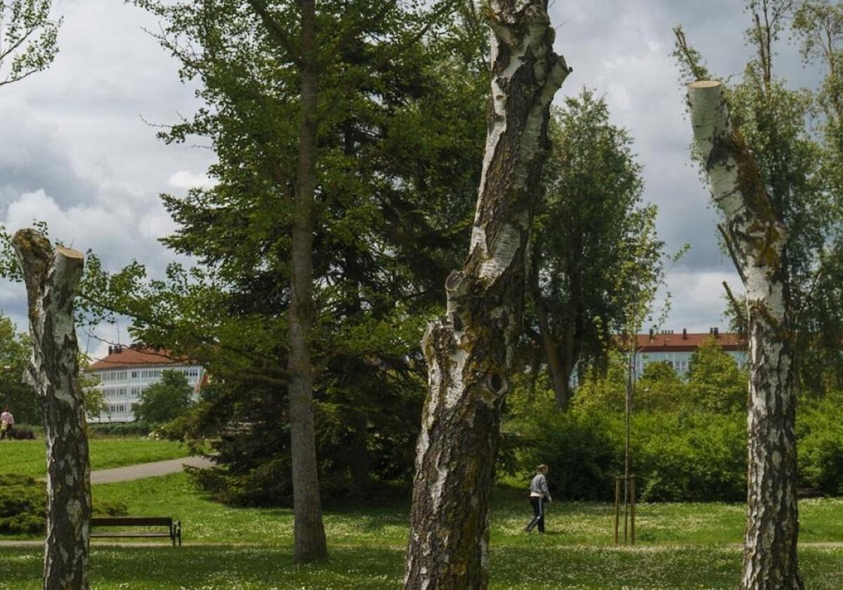 Varios ejemplares de abedul en mal estado que fueron podados en el parque de Arriaga.