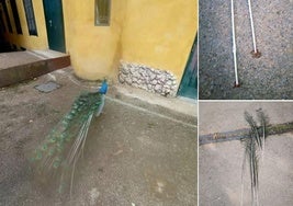Arrancan la cola a pavos reales del parque donostiarra de Cristina Enea