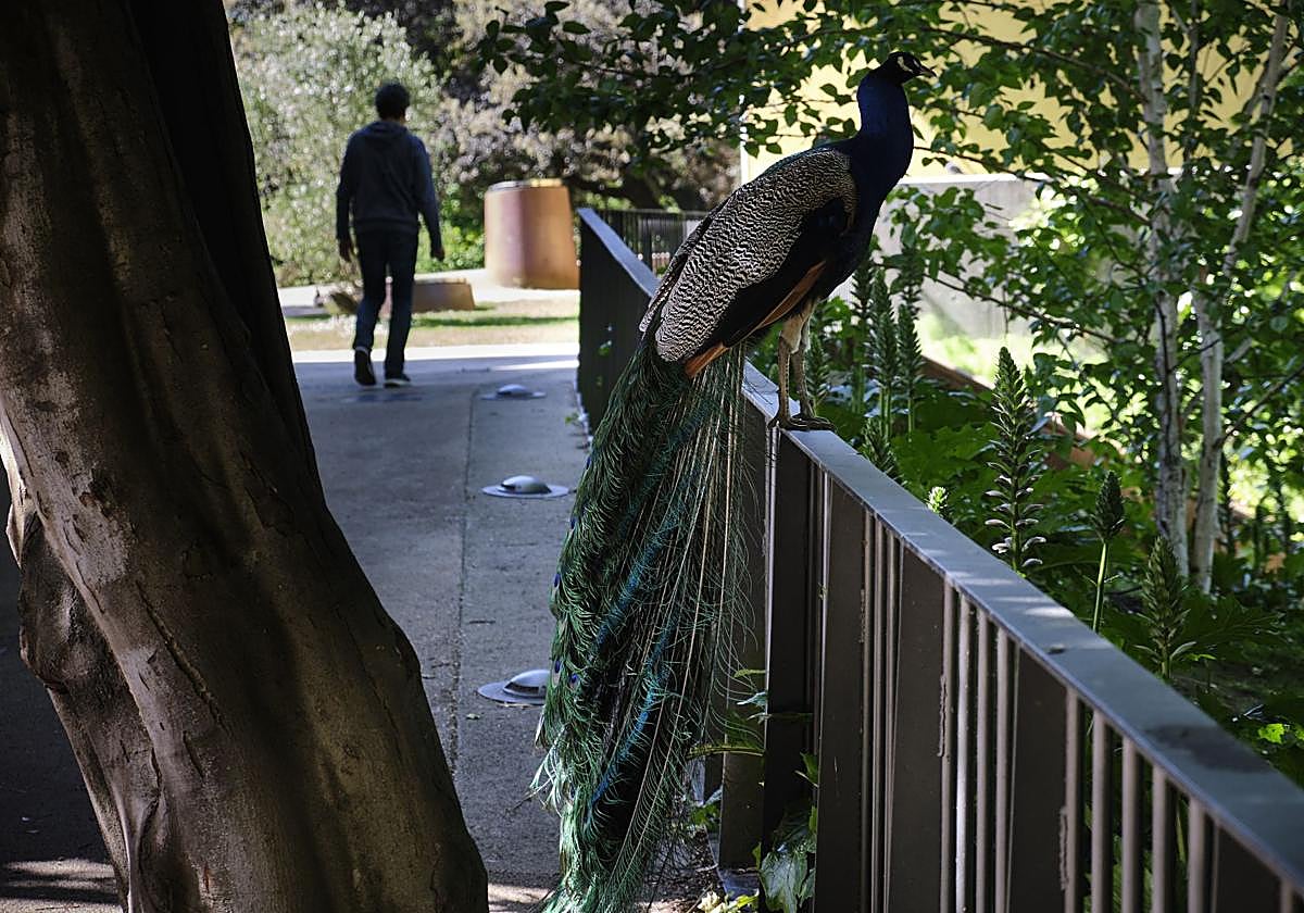 Un pavo real en Cristina Enea en una imagen de archivo.