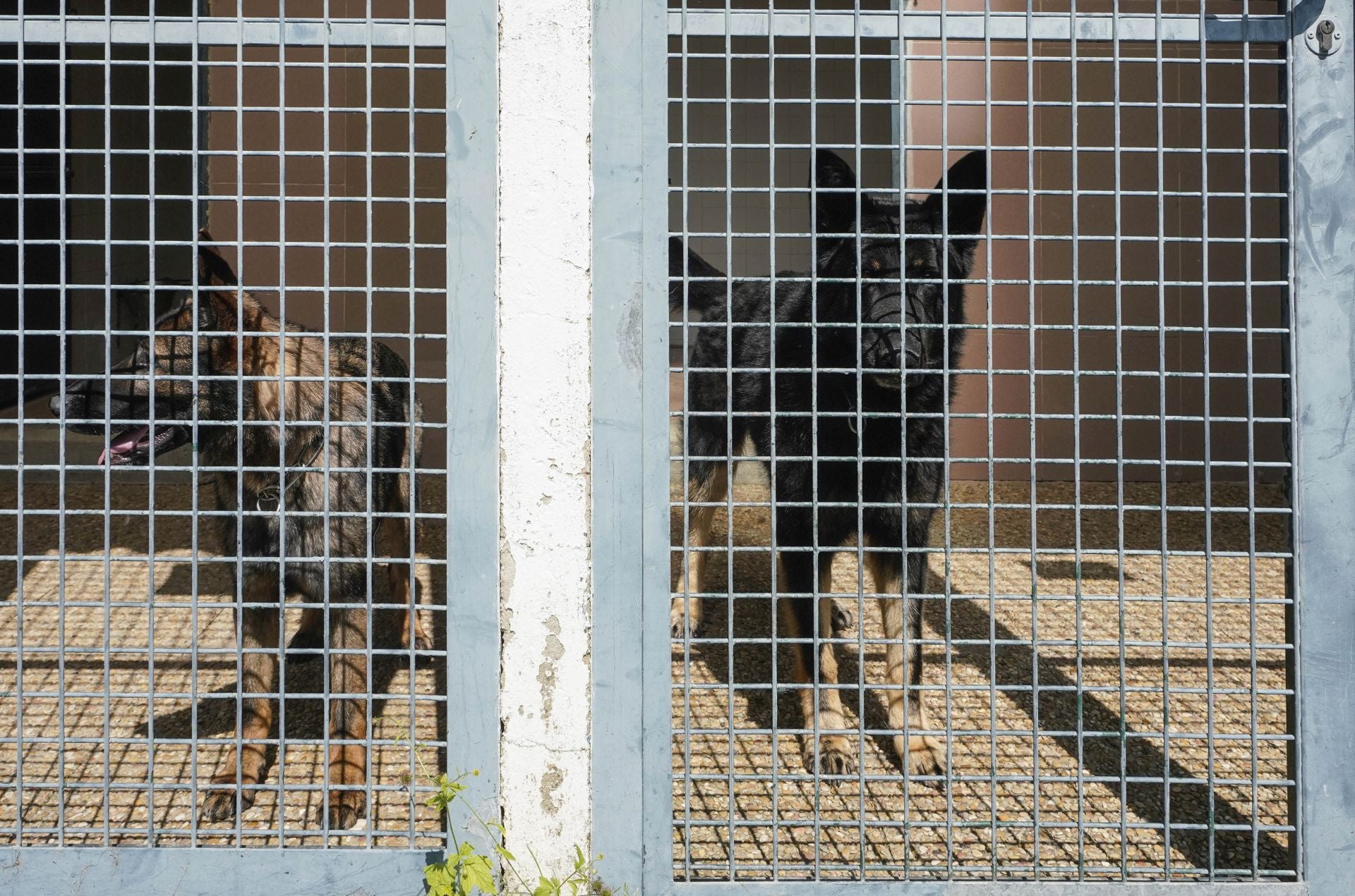 Visita a la unidad canina de la Ertzaintza