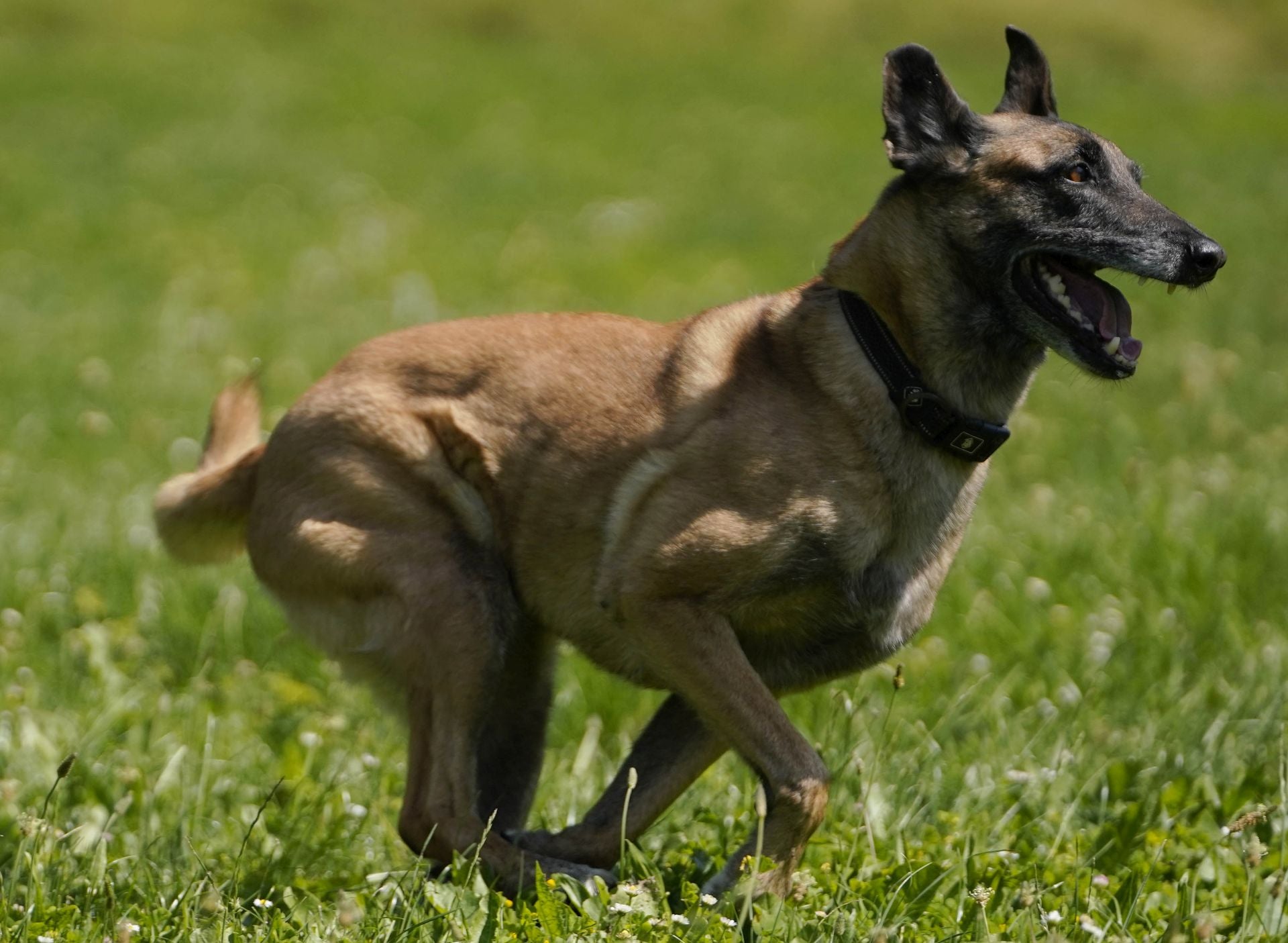 Visita a la unidad canina de la Ertzaintza