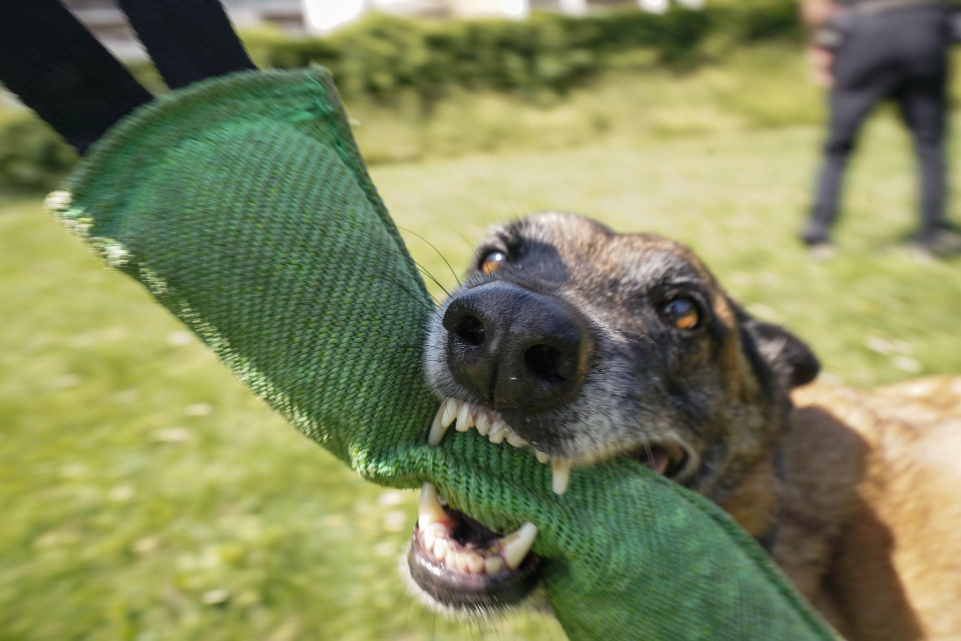 Visita a la unidad canina de la Ertzaintza