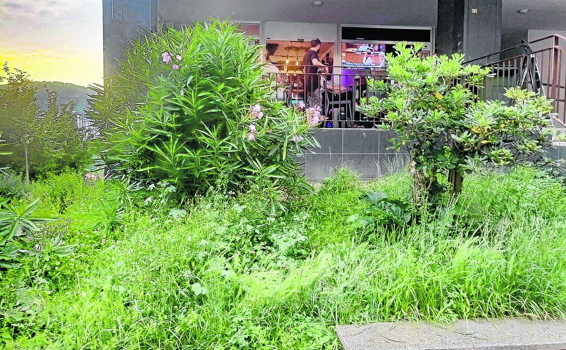 José Manuel nos envía esta fotografía sobre una zona verde de Altza: «Hay un problema que es municipal y no hacen nada para solucionarlo. En esta zona verde de Bertsolari Txirrita 62 suele haber ratas y justo hay una terraza de bar en los soportales y debido al abandono es complicado consumir porque hay muchos mosquitos que te pican y se meten dentro del vaso».