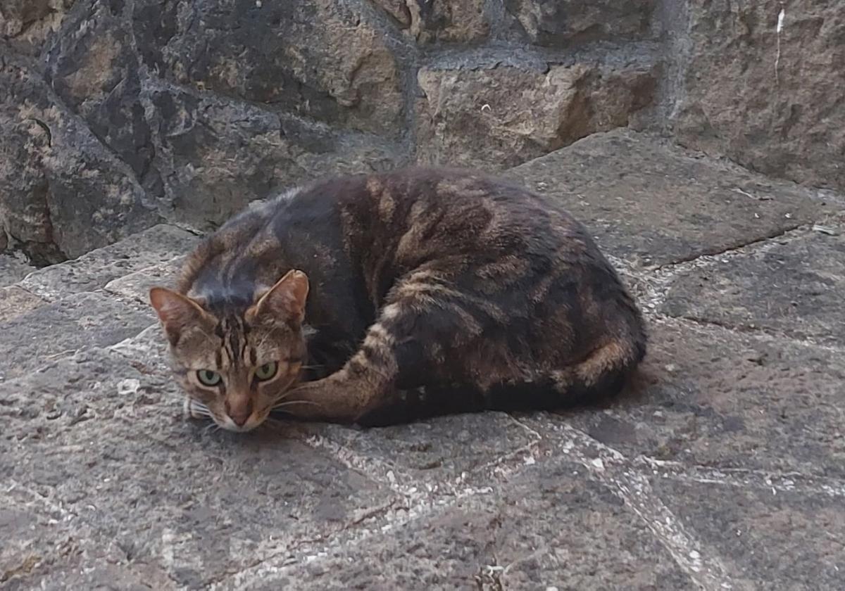 Katuen gaian interesa dutenei, bilerara dei egiten zaie.