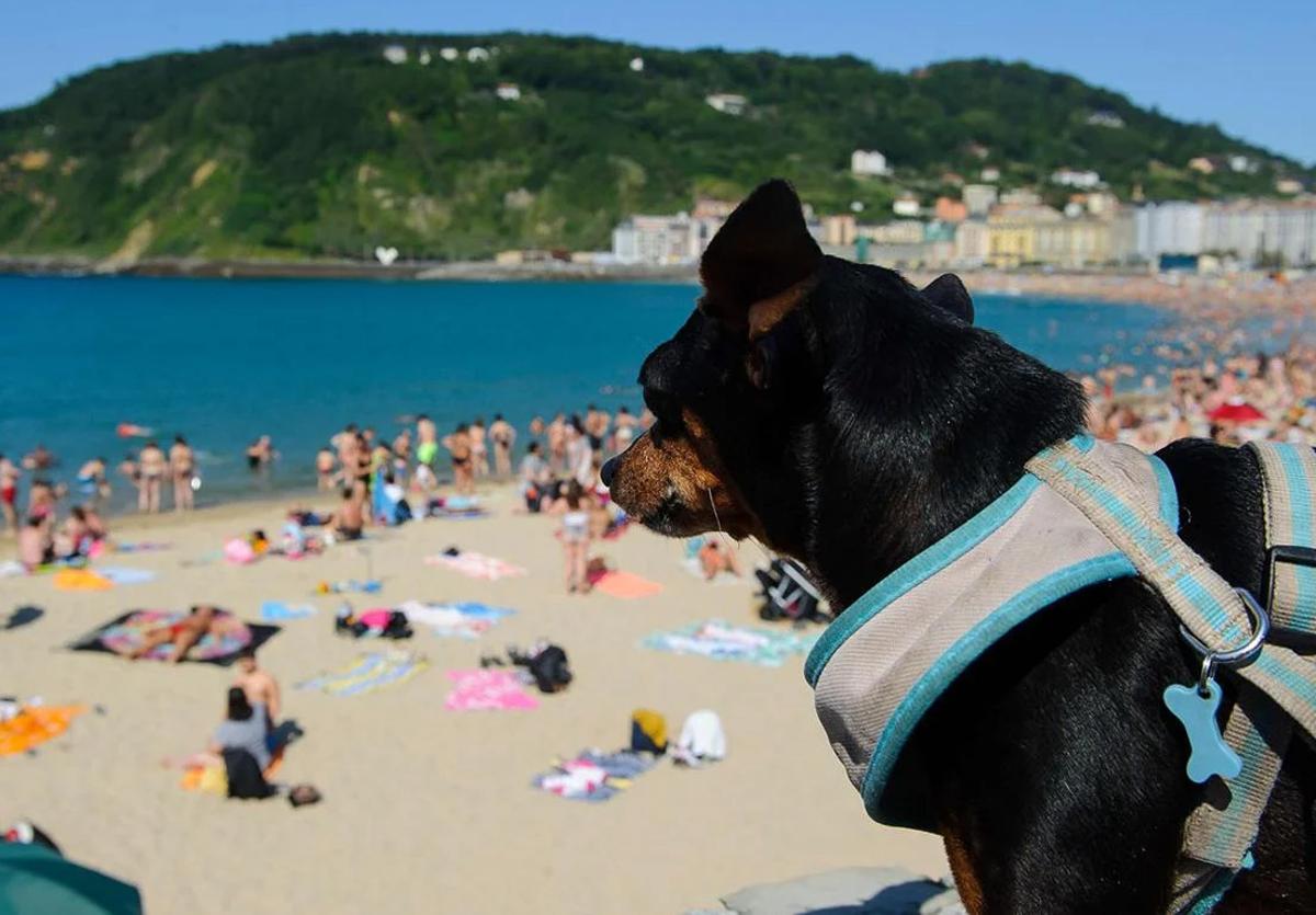 Los perros tienen prohibido el acceso a los arenales durante la temporada, que se extiende del 1 de junio al 31 de septiembre.
