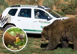 Descubierto el animal que sabotea los coches en Cabárceno