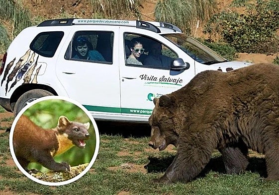 Descubierto el animal que sabotea los coches en Cabárceno