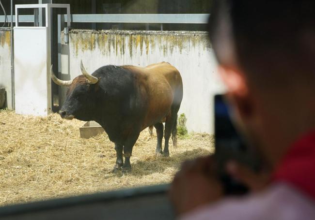 Un astado de Fuente Ymbro es fotografiado en los Corrales del Gas este domingo, 6 de julio